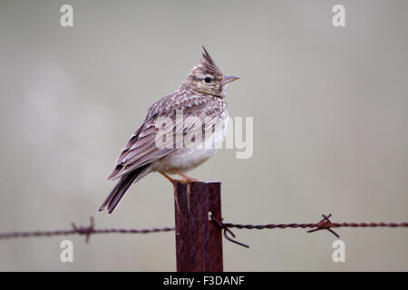 (Galerida cristata Crested Lark), l'Estrémadure, Espagne Banque D'Images