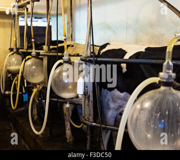 Voir l'être traite de vaches Banque D'Images