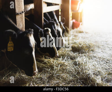 Vaches manger du foin Banque D'Images