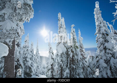 Les Conifères couverts de neige au soleil Banque D'Images