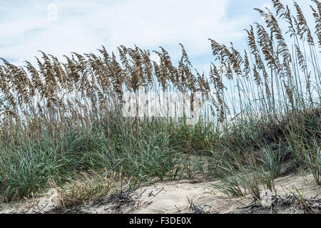 Plage de sable et l'herbe sur dunes à Sandbridge Banque D'Images