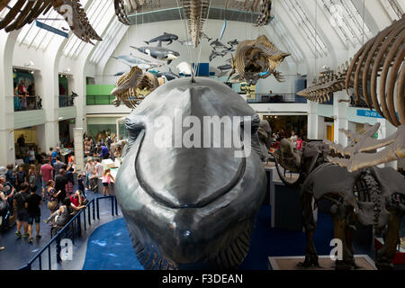 Lifesize modèles de mammifères au Natural History Museum de Londres. Banque D'Images