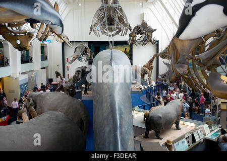 Lifesize modèles de mammifères au Natural History Museum de Londres. Banque D'Images