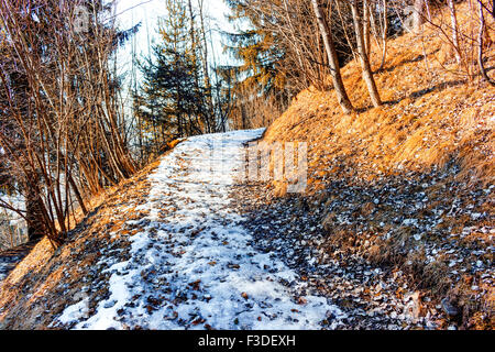 Tapis de feuilles sur le sentier couvert de neige dans une forêt de pins et sapins sur Dolomites montagnes enneigées en hiver Banque D'Images