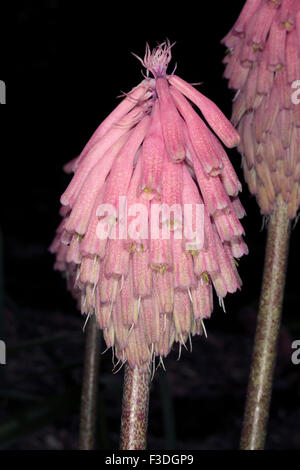 Close-up de tête fleur de lys Forêt// Oignon sable rouge Hiver Sex Poker- Veltheimia bracteata famille- Hyancinthaceae Banque D'Images