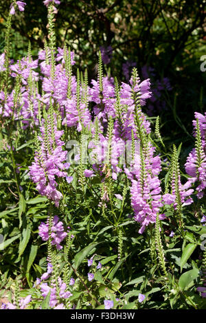 Plante obéissante, alias l'obéissance, False Dragonhead (Physostegia virginiana) - USA Banque D'Images