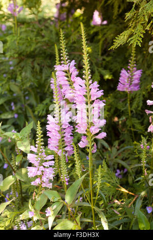 Plante obéissante, alias l'obéissance, False Dragonhead (Physostegia virginiana) - USA Banque D'Images