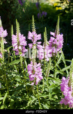 Plante obéissante, alias l'obéissance, False Dragonhead (Physostegia virginiana) - USA Banque D'Images