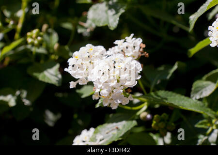 Piña Colada pulpeuse Lantana (Lantana camara) - USA Banque D'Images