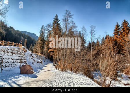 Chemin à pied dans une forêt de pins, d'épicéas et de sapins sur les Dolomites en hiver Banque D'Images