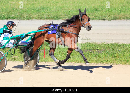 Courses de trot à l'Hippodrome Sibirskoe podvorie Banque D'Images