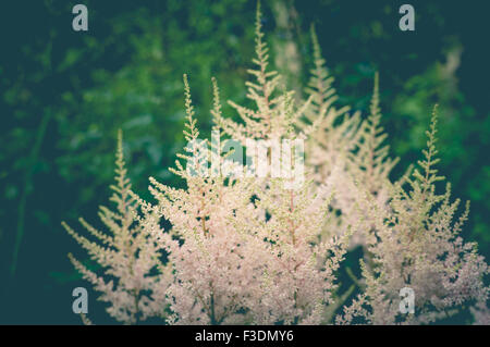 Fleurs Astilbe rose pâle image floue, vintage toning Banque D'Images