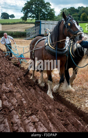 Le concours de labour Banque D'Images