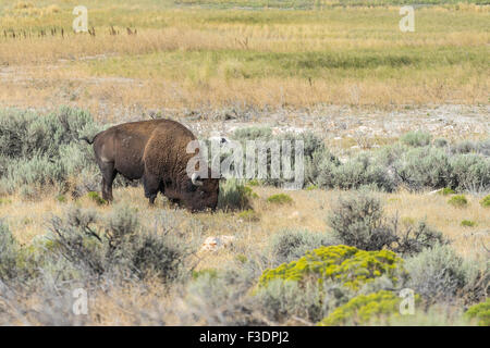 Bison (Bison bison), le pâturage, l'Antelope Island, Utah, USA Banque D'Images