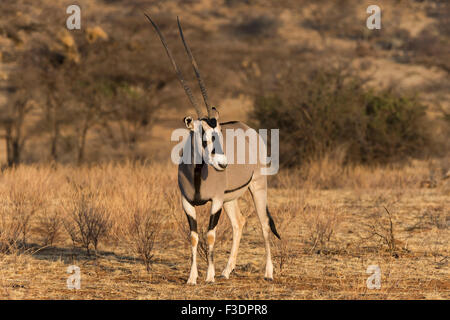 Oryx de beisa ou de l'Afrique de l'Est (Oryx beisa), Samburu National Reserve, Kenya, Afrique de l'Est Banque D'Images