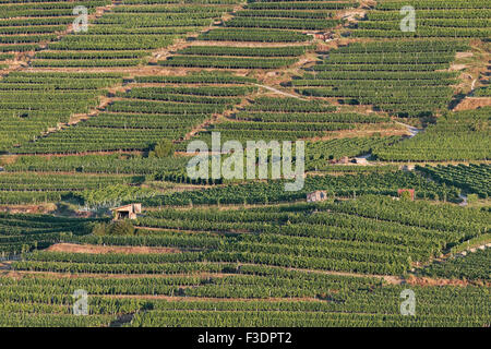 Dans les vignobles de la Wachau Spitzer Graben, Grüner Veltliner, Spitz, Wachau, Waldviertel, Basse Autriche, Autriche Banque D'Images