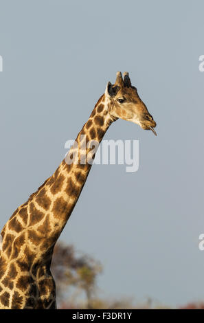 South African Girafe (Giraffa camelopardalis giraffa) mâle sticking out tongue, Etosha National Park, Namibie Banque D'Images