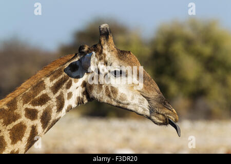 South African Girafe (Giraffa camelopardalis giraffa) mâle sticking out tongue, Etosha National Park, Namibie Banque D'Images