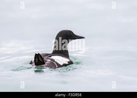 Le guillemot à miroir (Cepphus grylle), natation dans l'eau, Spitzberg, Norvège Banque D'Images