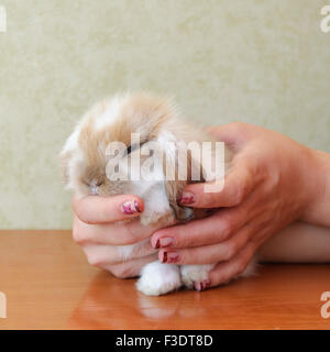 Bébé lapin bélier mignon hibou Banque D'Images