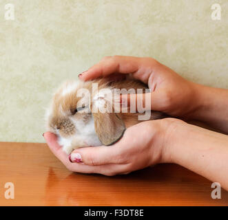 Bébé lapin bélier mignon hibou Banque D'Images