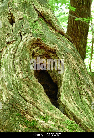 Vieux tronc couverts de mousse dans les bois. Banque D'Images