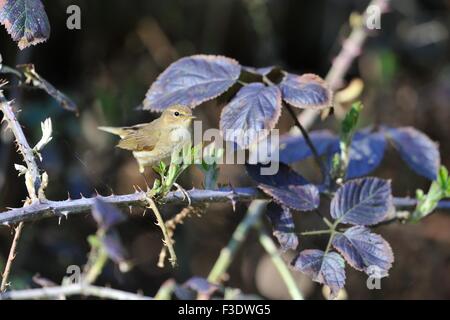 Eurasienne - « récent - Nord (Phylloscopus collybita) perché sur une branche au printemps Banque D'Images