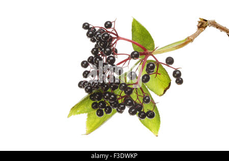 Venu de sureau, Sambucus nigra, et le feuillage isolés contre white Banque D'Images