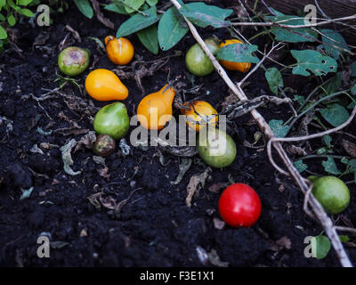 Tomates pourries Banque D'Images