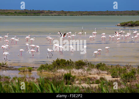 Phoenicopterus, réserve naturelle de Vendicari. Sicile Banque D'Images