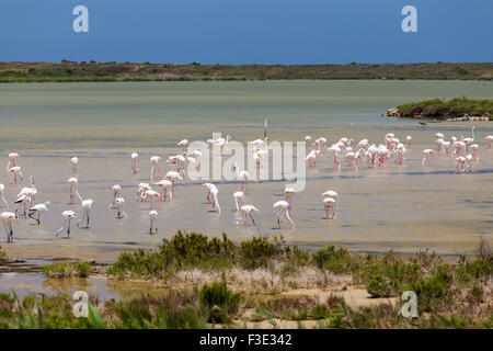 Phoenicopterus, réserve naturelle de Vendicari. Sicile Banque D'Images