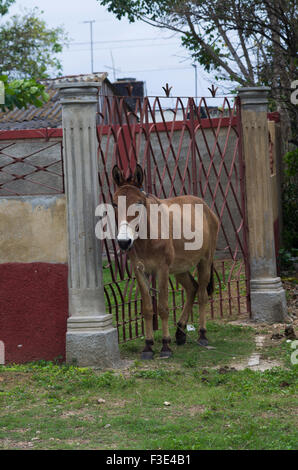 Âne à côté d'une colonne à Playa Larga sur l'île de Cuba Banque D'Images