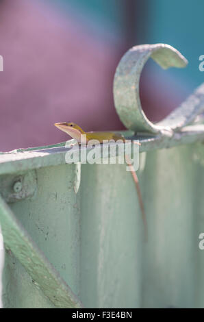 Lézard vert jaunâtre ou salamander à Playa Larga sur l'île de Cuba Banque D'Images