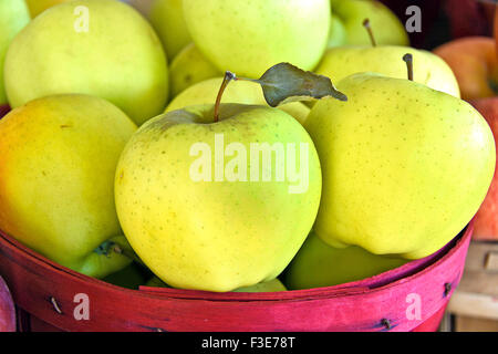 Pommes Golden Delicious en rouge boisseau du marché agricole. Banque D'Images