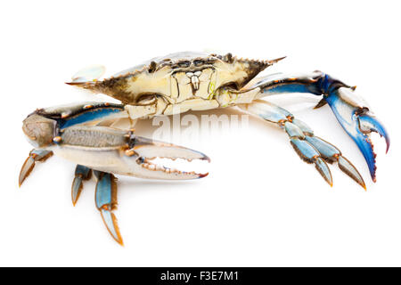 Crabe bleu isolé sur fond blanc Banque D'Images