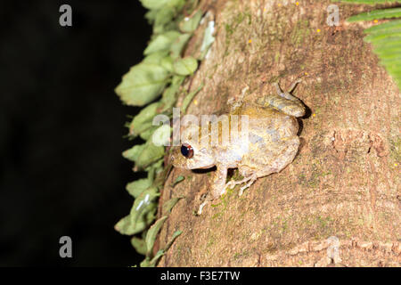 La pluie Diadem (grenouille Pristimantis diadematus) sur un tronc d'arbre de la forêt tropicale en Equateur Banque D'Images