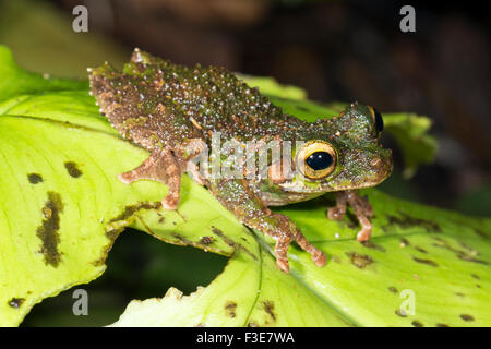 Pattes minces de Buckley (Treefrog Osteocephalus buckleyi). Sur une feuille dans la forêt tropicale, de l'Équateur. Banque D'Images