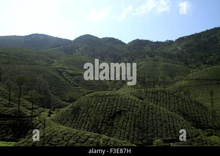 La plantation de thé du Kerala Munnar Banque D'Images