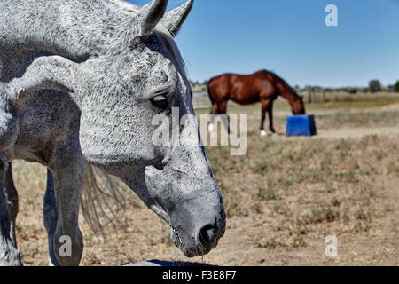 Mordu aux puces cheval couleur foin manger avec baie cheval de couleur en arrière-plan de manger le foin de feeder Banque D'Images