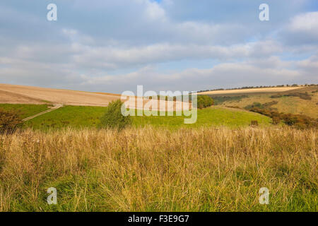 La vue sur l'automne sec d'herbes et de patchwork paysage de pâturages Millington sur le Yorkshire Wolds en octobre. Banque D'Images