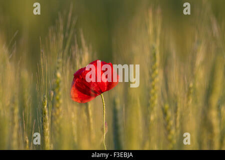 Pavot commun / coquelicot rouge (Papaver rhoeas) floraison dans champ de blé Banque D'Images