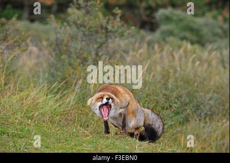 Agressif Le renard roux (Vulpes vulpes) en position défensive montrant les dents et en gardant les oreilles télévision Banque D'Images