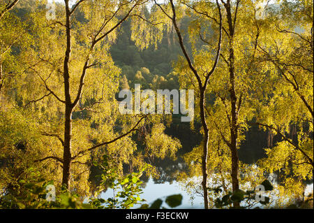 L'automne de bouleaux à Loch Tummel près de Pitlochry, Perthshire en Écosse. 10 096 SCO. Banque D'Images