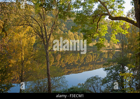 L'automne de bouleaux à Loch Tummel près de Pitlochry, Perthshire en Écosse. 10 097 SCO. Banque D'Images
