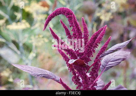 Amaranthus tricolor 'fleurs' de l'Armée Rouge. Banque D'Images