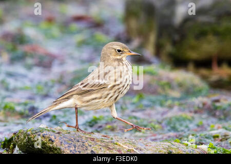 Un rocher sur la nourriture de pipit des rives ouest du pays de Galles. Banque D'Images