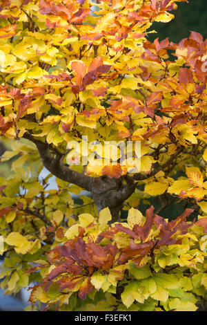 Fagus sylvatica. Bonsaï de hêtre avec automne feuillage à RHS Wisley Gardens, Surrey, Angleterre Banque D'Images