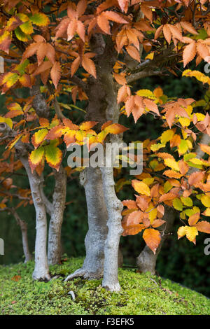 Fagus sylvatica. Bonsaï de hêtre avec automne feuillage à RHS Wisley Gardens, Surrey, Angleterre Banque D'Images