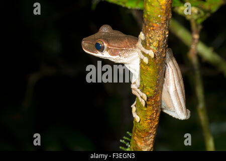 Broméliacées à tête (treefrog Osteocephalus planiceps) dans les forêts tropicales, l'Équateur Banque D'Images