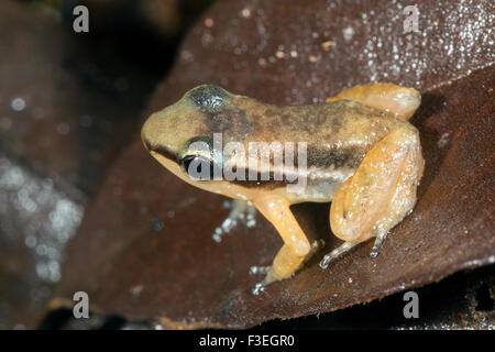 Santa Cecilia (Frog Rocket Hyloxalus sauli), un jeune dans la forêt tropicale de feuilles mortes, de l'Équateur Banque D'Images